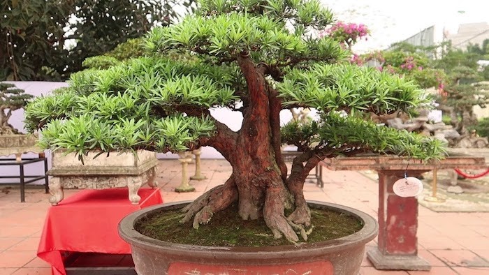 Tùng la Hán - loại cây được nhiều người yêu thích